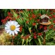 Daisy Stake | Rusted Metal Yard Art | Garden Gifts | Metal Garden Art | Garden Bed Decor | Bird Art | Garden Decor | Garden Stake