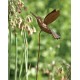 Hummingbird Garden Stake